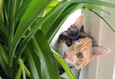 aktivnyj-grazhdanin aktivnyj-grazhdanin