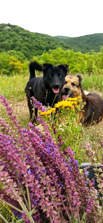 80-punktov-vaktsinatsii-ot-beshenstva 80-punktov-vaktsinatsii-ot-beshenstva