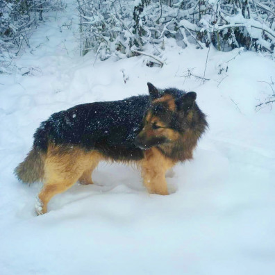 akciya-po-kompleksnoj-vakcinacii-sobak