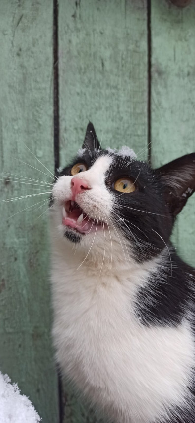 besplatno-privit-ot-beshenstva-sobak-i-koshek