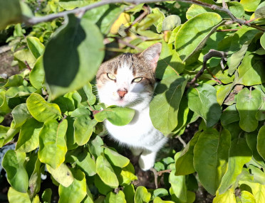 Весна. Коты