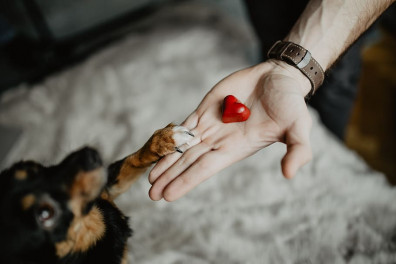 chto-delat-esli-zabolela-sobaka