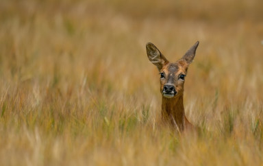 dikaya-priroda-moskvy