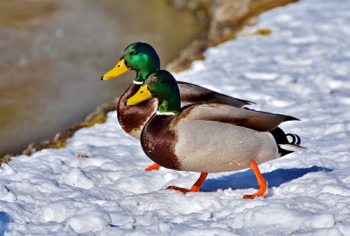 festival-snezhnyj-holst