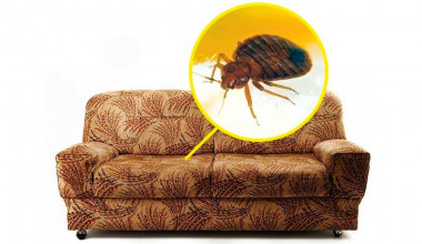 kak-izbavitsya-ot-klopov