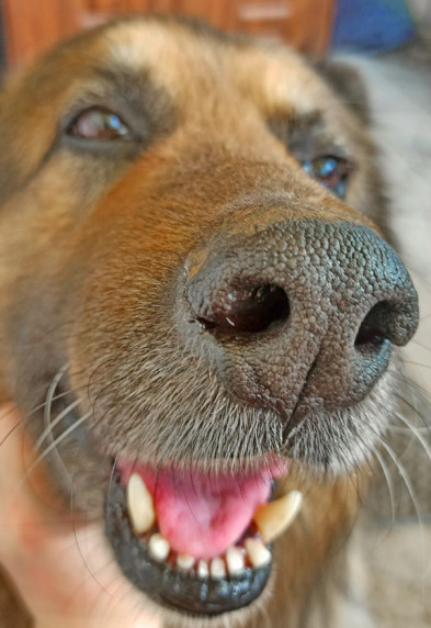 kak-zaschitit-sobaku kak-zaschitit-sobaku