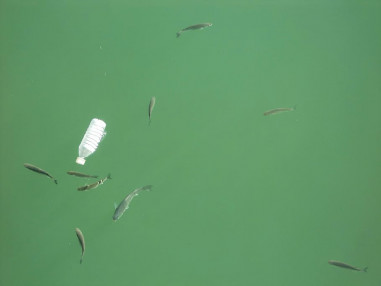 kommunalnyj-flot-sobral-bolee-100-tonn-musora