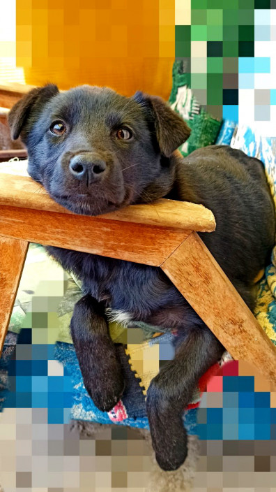 kompleksnaya-vaktsinatsiya-pitomtsev