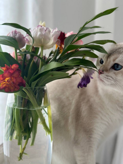 kruglosutochnyj-stolichnyj-stacionar-dlya-pitomcev