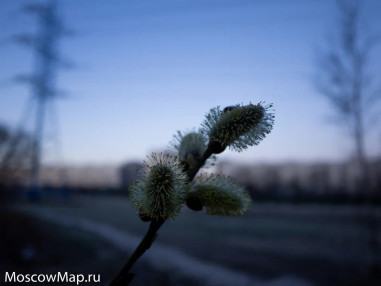 kulturno-o-dikom kulturno-o-dikom