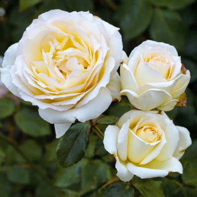 купить саженцы роз