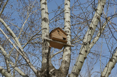 marafon-vesennij-skvorechnik