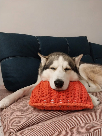 ob-obyazatelnoj-registratsii-domashnih-zhivotnyh