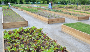 obshchestvennyj-ogorod-v-parke-gorkogo