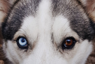 okolo-2-tysyach-punktov-vakcinacii-zhivotnyh