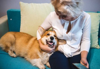 передержка собак