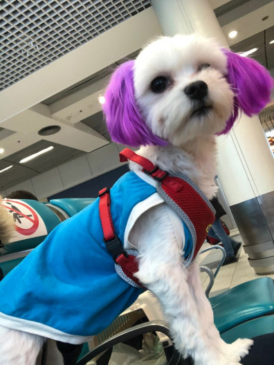 правила перевозки животных в Аэрофлоте правила перевозки животных в Аэрофлоте