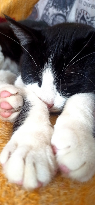 proekt-chetveronogij-drug