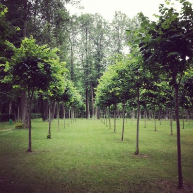 Роща кенконс в Остафьево Роща кенконс в Остафьево