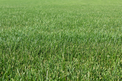 рулонный газон рулонный газон