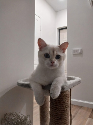 сервис поиска животных