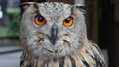 sluchai-vstrechi-s-filinom