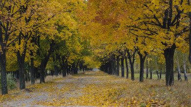 субботник в Пушкинском музее