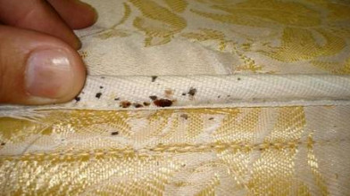 unichtozhenie-klopov