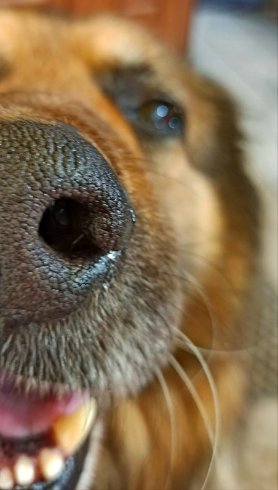 вакцинация животных в Москве