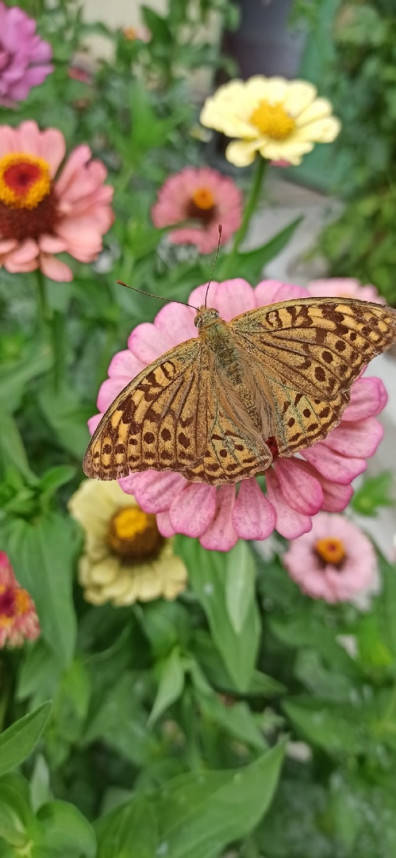 vystavka-osennih-tsvetov-i-gortenzij