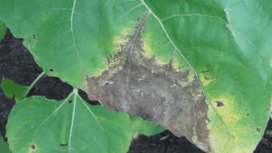 симптомы болезни