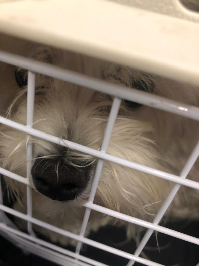 собака на борту