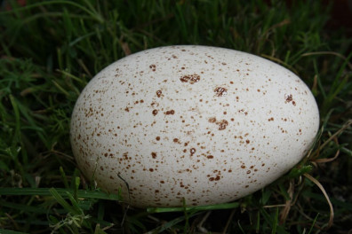 goose-egg-egg-goose-poultry