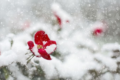 red-rose-snow-winter-red