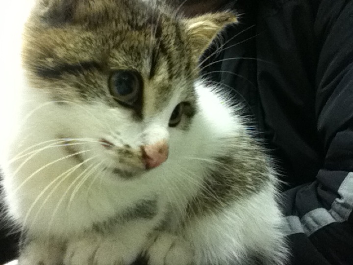 крошка енот пущино ветеринарная