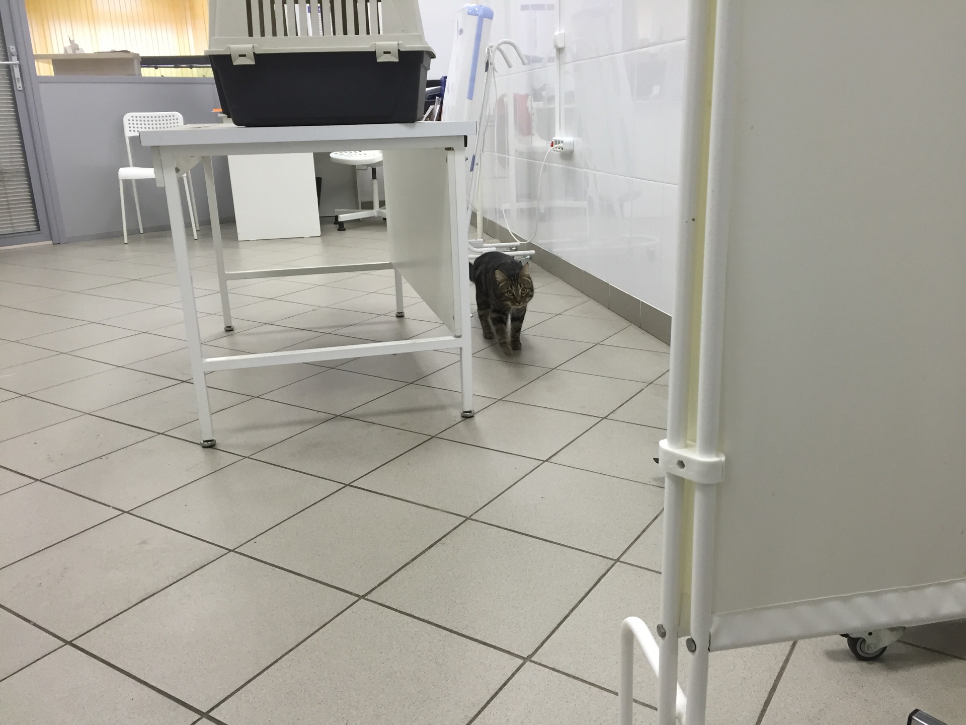 ветклиника зеленоград. фунтик вет зеленоград на заводской. зеленоград 330. ветклиника зеленоград фунтик вет. фунтик вет зеленоград на заводской.